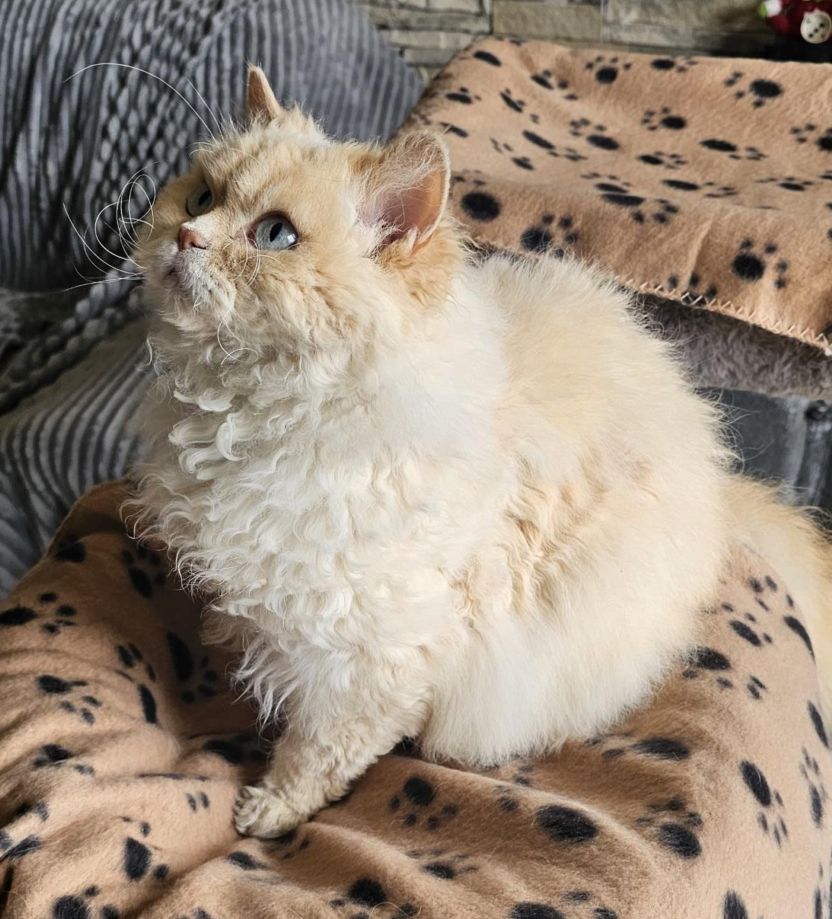 Selkirk Rex Longhair in una varietà colourpoint