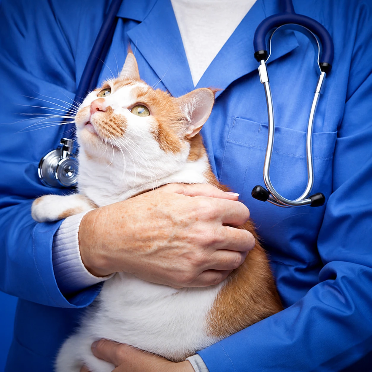 aivpafe-visita-felina