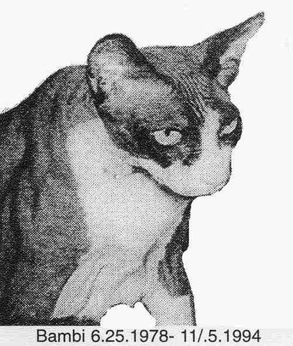 Uno dei primi Sphynx