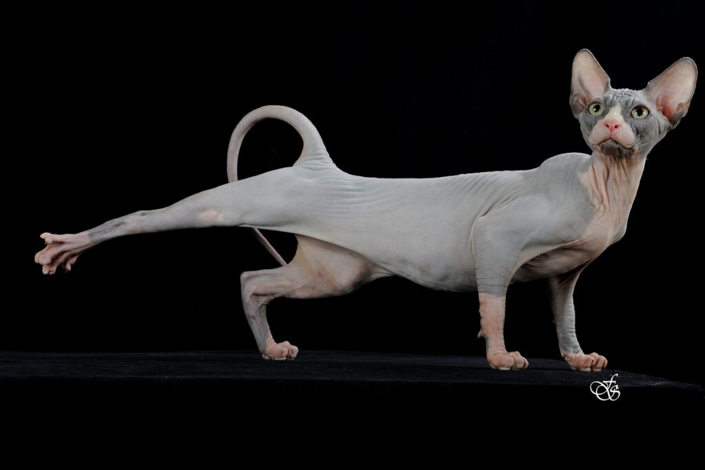 gatto Sphynx