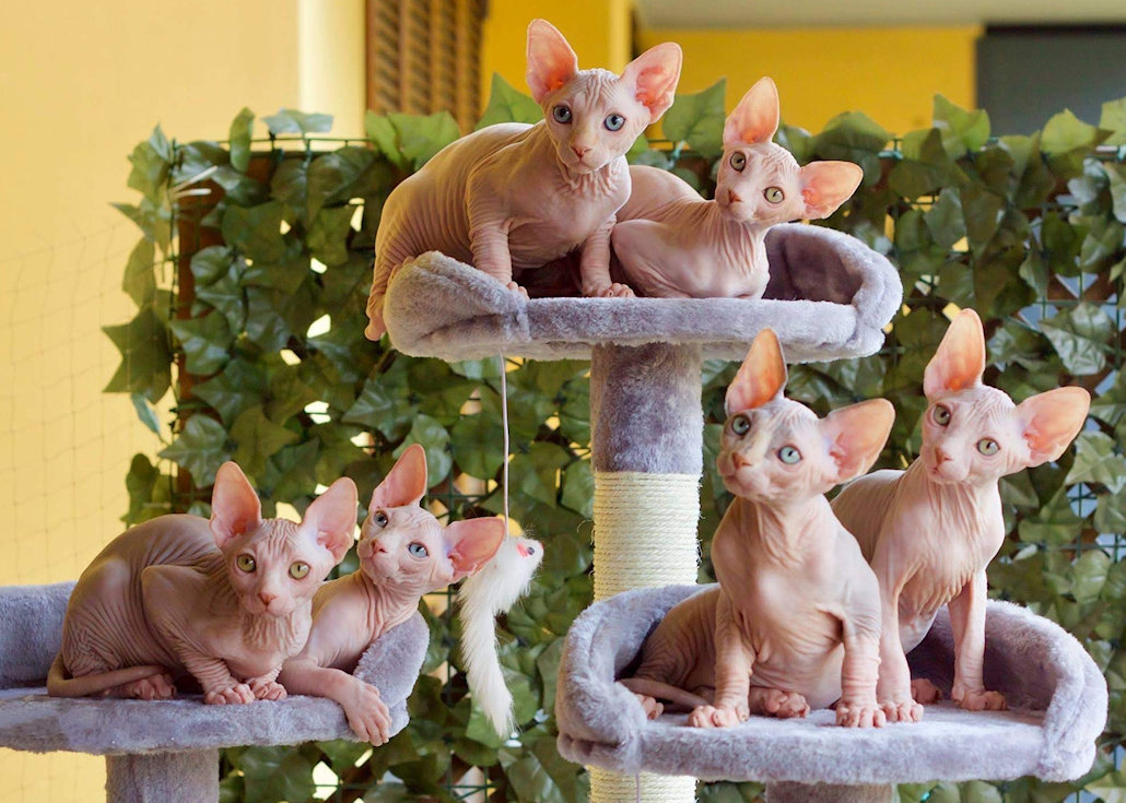 gruppo di cuccioli
