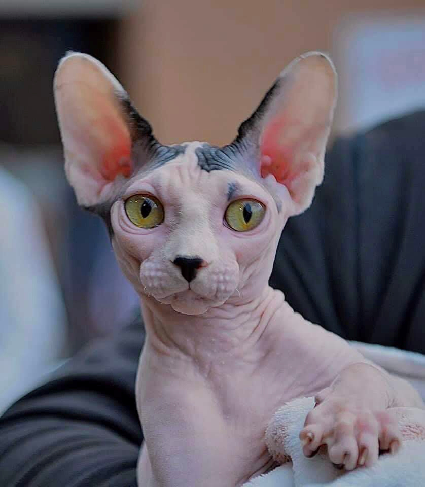 gattino Sphynx