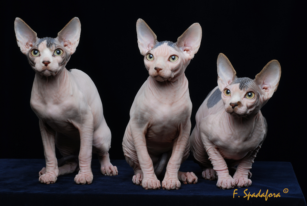 tre giovani Sphynx