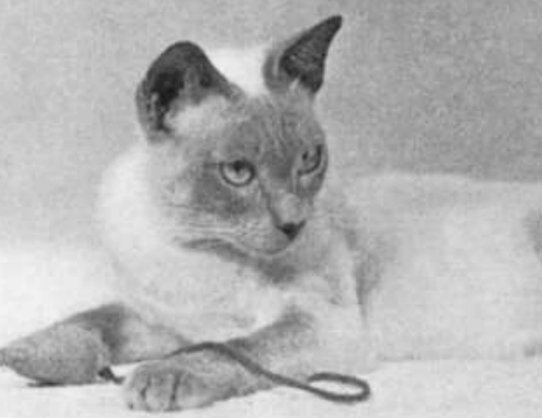 Thai Blue point