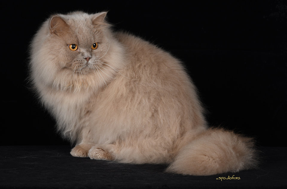 British Longhair