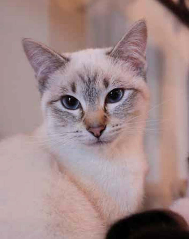 Thai tabby point