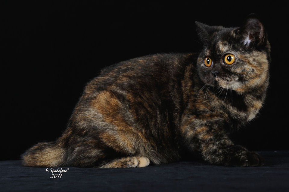 Susy della Fata Morgana