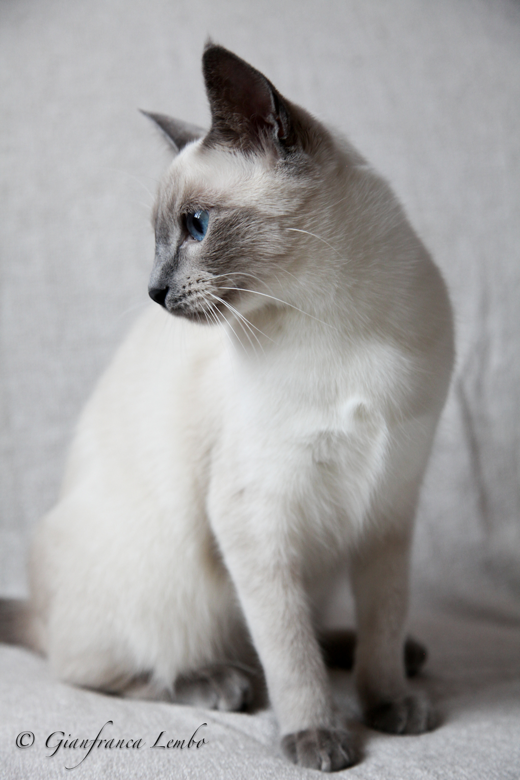 Thai blue point