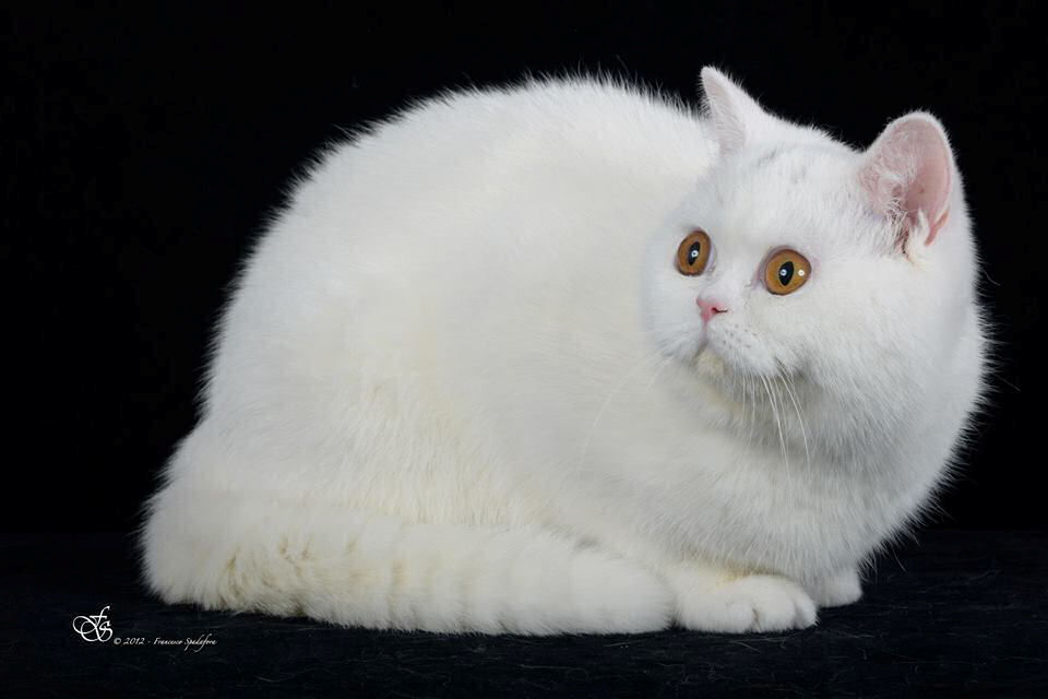 British bianco