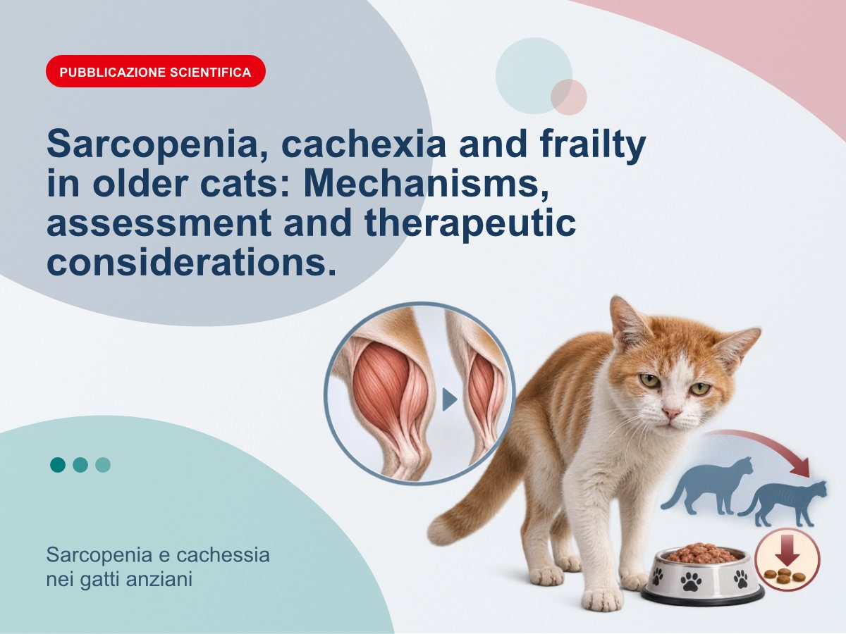 Sarcopenia e cachessia nei gatti anziani