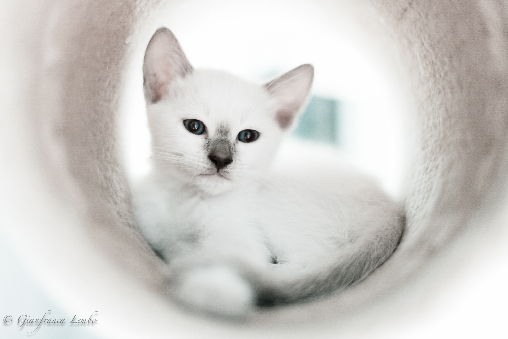 cucciolo Thai