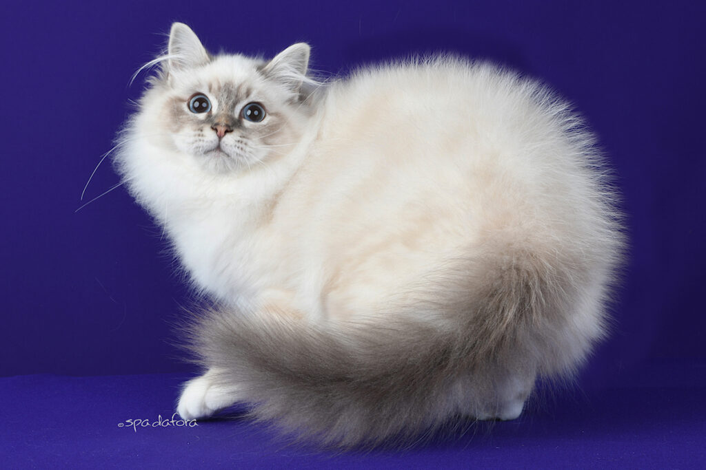 Gatto Sacro di Birmania