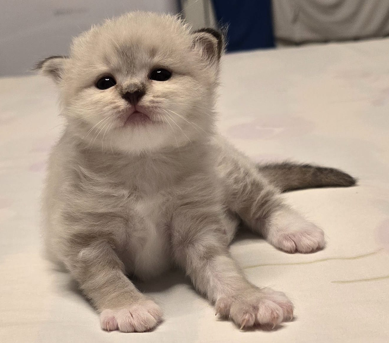 cucciolo