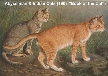 the book of cat