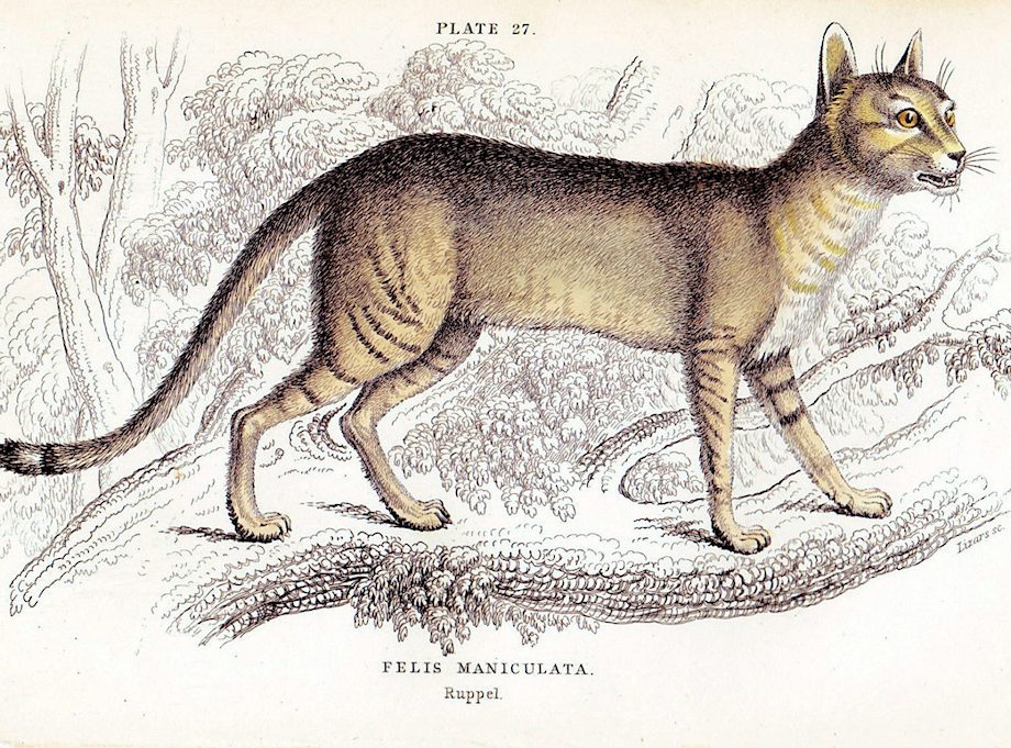 gatto dai piedi piccoli