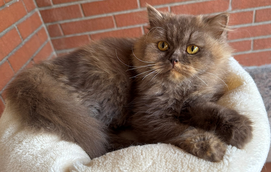 British Longhair