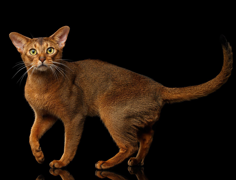 gatto abissino