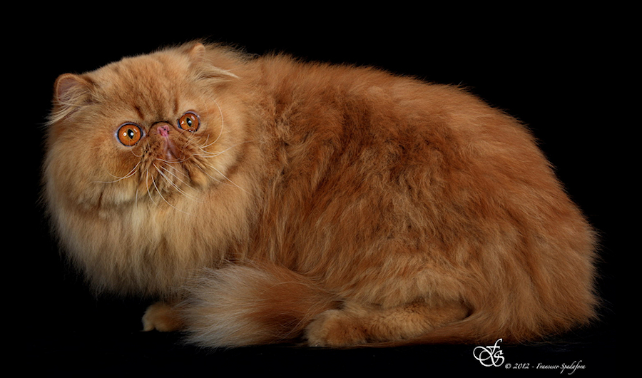 Persiano rosso