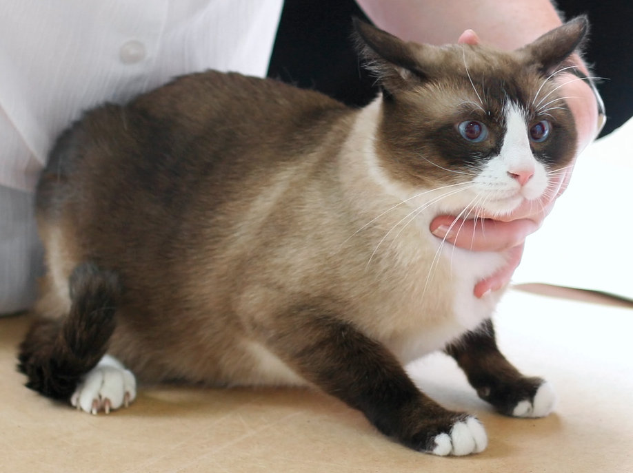 Snowshoe