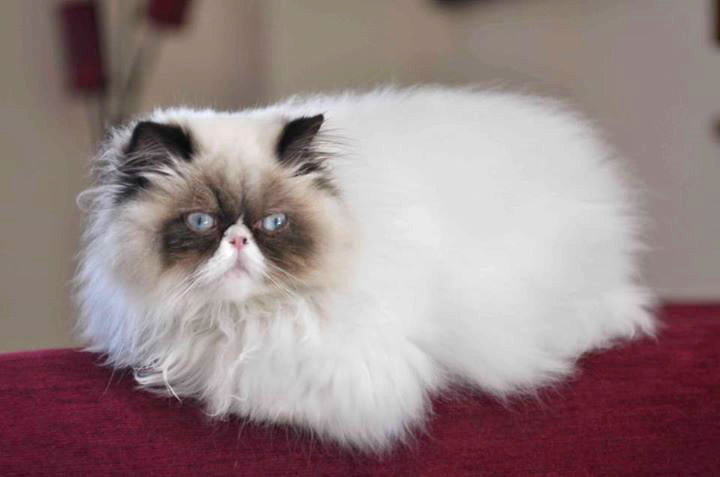Amaranta del Gattoinnamorato