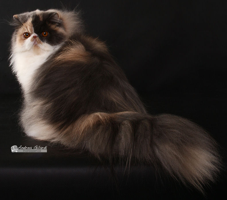 Persiana calico diluita