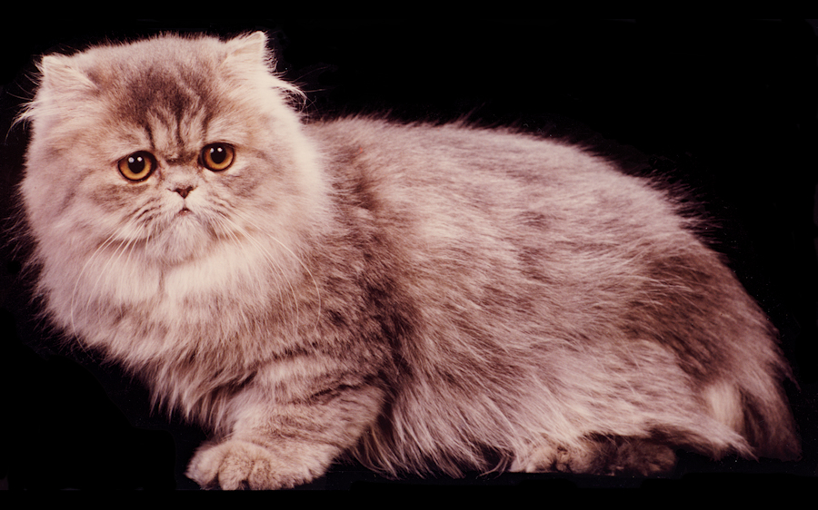 persiano blue tabby